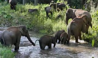 大象的性格特征 大象的生活习性